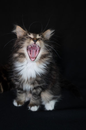 Sibirian cat photographed in front of black backgroundの写真素材