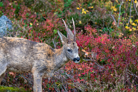 Roe deer in garden Motala Sweden October 2024の写真素材