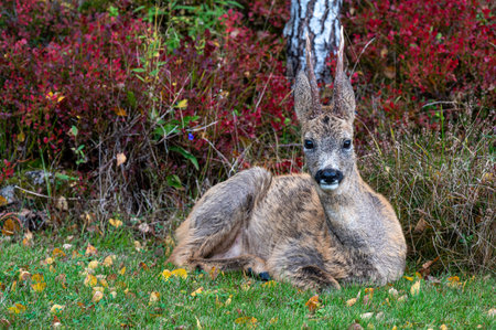Roe deer in garden Motala Sweden October 2024の写真素材
