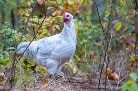 Free range chickens out walking in autumn forestの写真素材