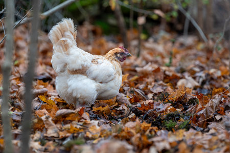 Free range chickens out walking in autumn forestの写真素材