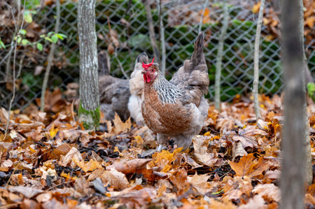 Free range chickens out walking in autumn forestの写真素材