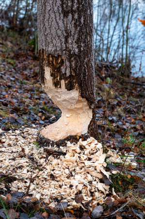 Beaver felling trees near water in Kumla Swedenの写真素材