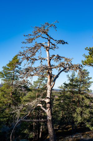 View over woodland from Tarsta hill fort Hallsberg Swedenの写真素材