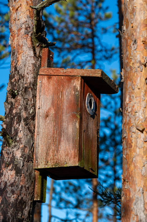 Bird house on tree trunk in forest