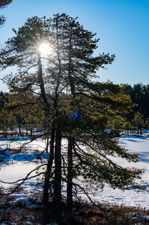 Cold and sunny winter day in Hallefors Swedenの写真素材