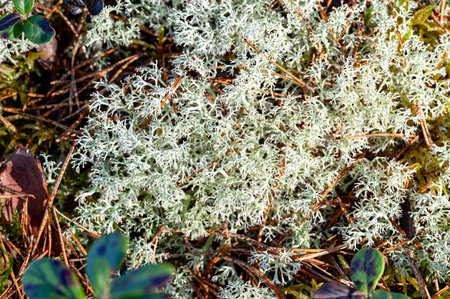 Close up of white moss on rock in forestの写真素材