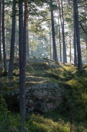 Calming forest with tree trunk and mistの写真素材