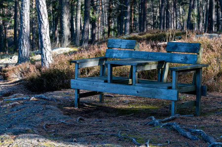 Two wooden chairs near trail in forestの写真素材