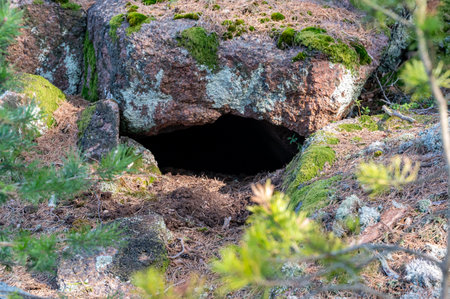 Animal lair under a rock in forestの写真素材