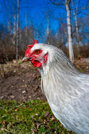 Close up of gray hen in free range in gardenの写真素材
