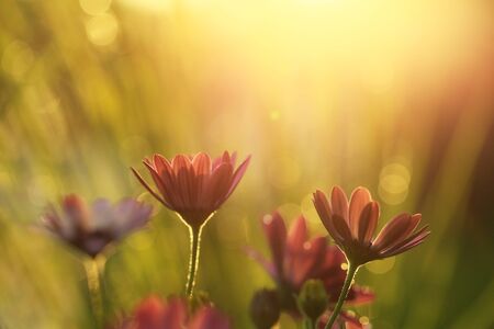 In my garden the sun shines 4.