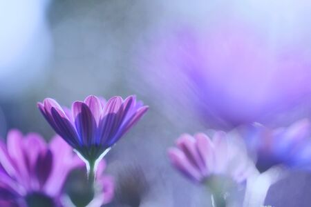 In my garden the sun shines 1の写真素材