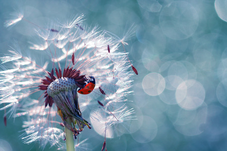 A little red ladybug tries to go up surrounded by beautiful backgroundの写真素材