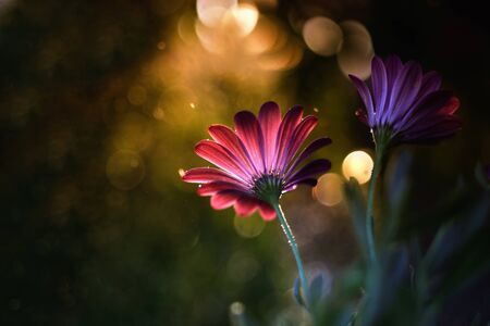 Magenta flower, is illuminated by the golden evening light colorの写真素材