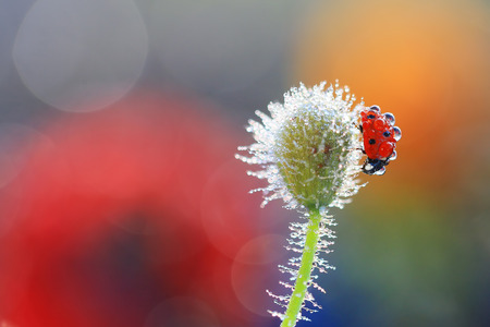 A little red ladybugの写真素材