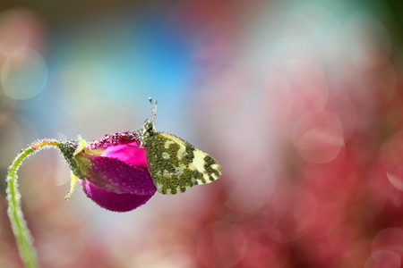 Beautiful lonely butterflyの写真素材