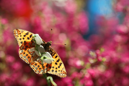 The colorful world of a butterfly on a nice background