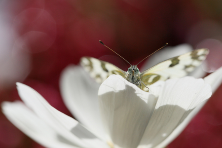 The colorful world of a butterfly on a nice backgroundの写真素材