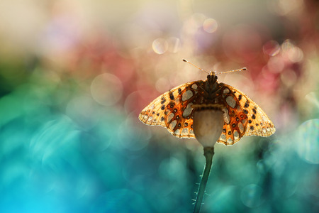 The colorful world of a butterfly on a nice backgroundの写真素材