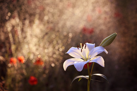 Lily white evening smellsの写真素材