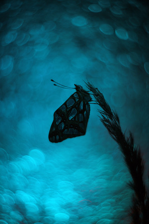 Butterfly in the morning bathing in dew on a colored backgroundの写真素材