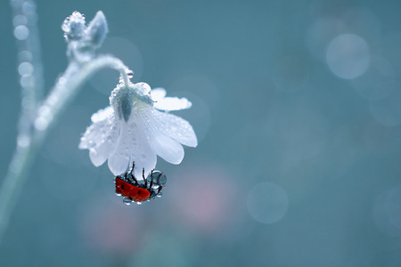 Collector drops of dewの写真素材