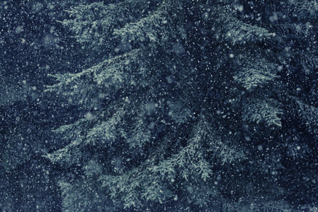 Snowfall on the tree in the forest.