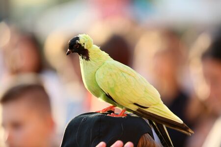 Pretty tame dove in the showの写真素材