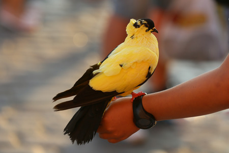 Pretty tame dove in the showの写真素材
