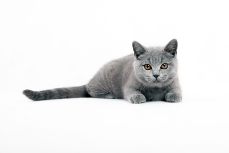 Young gray cat on white backgroundの写真素材
