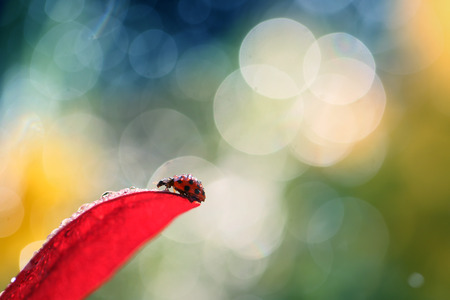 Red Ladybug on the red leafの写真素材