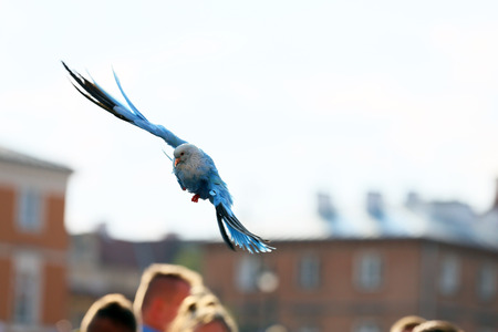 Shows the colored pigeons in Warsaw, Poland.の写真素材