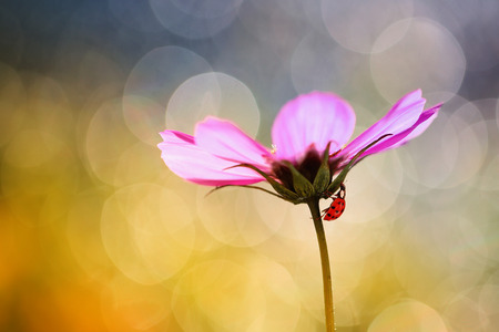Small Red Ladybug looking for a shade on a hot summer dayの写真素材