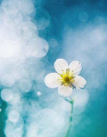 A beautiful little white flower grows in my gardenの写真素材
