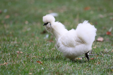 Ornamental hen in the countrysideの写真素材