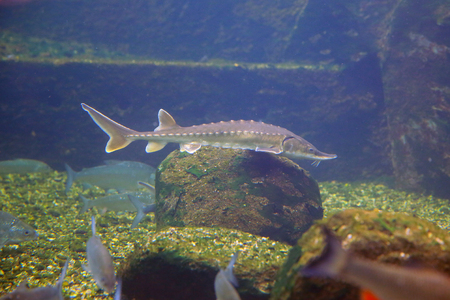 Sturgeon is an attractive fish for every angler.の写真素材