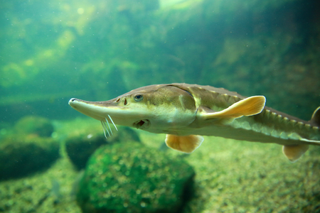 Sturgeon is an attractive fish for every angler.の写真素材