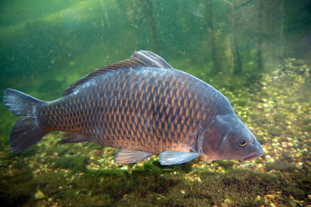 Large, beautiful carp float in the pond.の写真素材