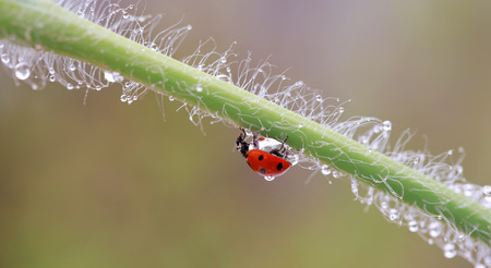 A small red ladybird is walking around and looking for aphidsの写真素材
