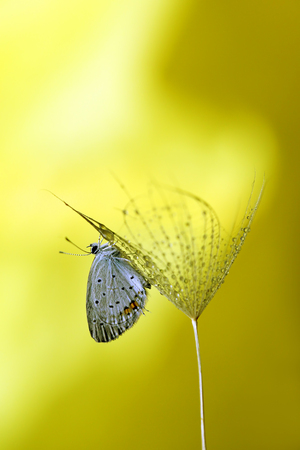 The garden butterfly is resting in the beautiful scenery of autumn colorsの写真素材