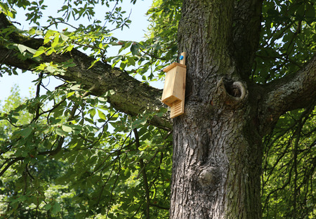 A house for birds and bats in the park