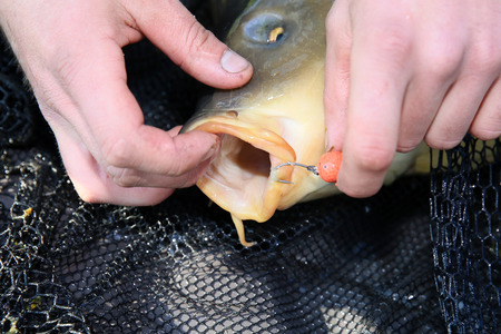 A very large carp caught on carp competitions
