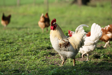There must be chickens in the countryside on every farm.