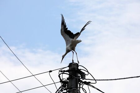 The stork on a high pole is rising into the airの写真素材