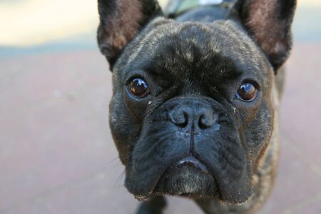 A boxer, a dog who likes to play outdoors, is sometimes aggressiveの写真素材