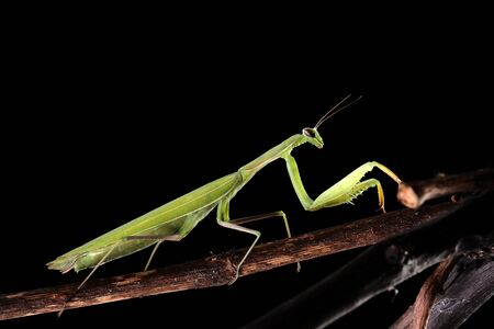 Green mantis is a predator, it hunts for small and large insects is greenの写真素材