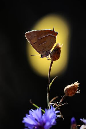 A rare butterfly in my garden looks beautiful on an interesting backgroundの写真素材