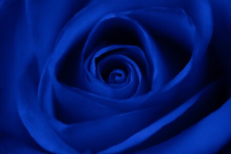 Rose flower in blue as backgroundの写真素材
