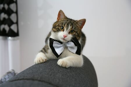 A small roofer at home with a bow tie around his neckの写真素材